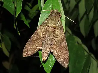 Indivíduo avistado em Vaca Díez, na Bolívia