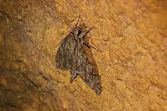 Indivíduo avistado em Paranapiacaba, em Santo André, em São Paulo