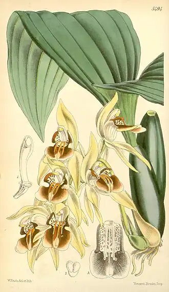 Ilustração de Coelogyne fuscescens publicada no Curtis's Botanical Magazine