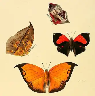 Ilustração de C. archidona, vista superior (abaixo, de asas abertas) e inferior (esquerda); retirada de Illustrations of new species of exotic butterflies: selected chiefly from the collections of W. Wilson Saunders and William C. Hewitson. Volume III (1860), de onde saiu sua descrição original como Siderone archidona.[1] A outra espécie pertence ao gênero Siderone.