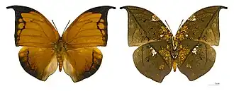 Vista superior (esquerda) e inferior (direita) de Coenophlebia archidona (ex Anaea archidona),[2] a única espécie do gênero Coenophlebia, cujo tipo nomenclatural fora coletado em Nova Granada.[4]