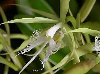 Coilostylis ciliaris