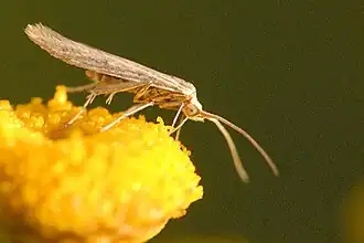 Indivíduo adulto da espécie Coleophora striatipennella