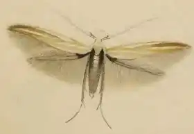 Coleophora cracella