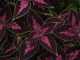 Híbridos de Solenostemon scutellarioides (sin.: Coleus blumei), uma planta ornamental fácil de cuidar.