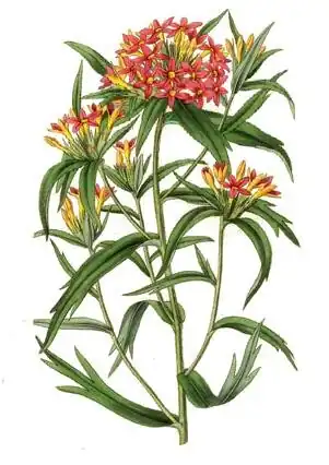 Collomia coccinea