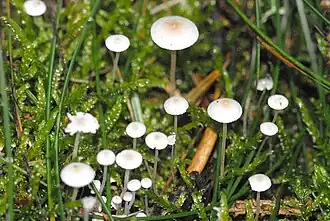 Hemimycena lactea