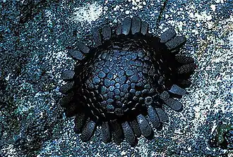 Colobocentrotus atratus.