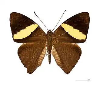 Vista superior de C. dirce