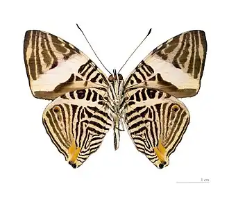 Vista inferior de C. dirce