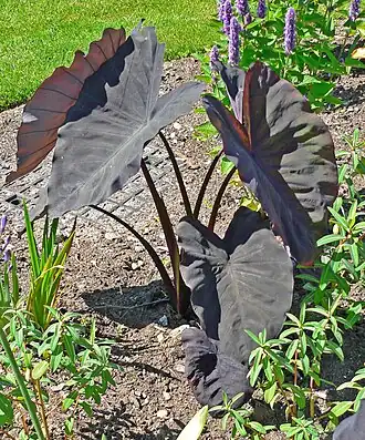 Colocasia esculenta no Jardim Botânico VanDusen, em Vancouver, no Canadá