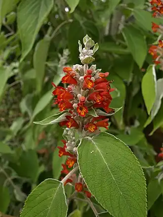 Colquhounia coccinea.
