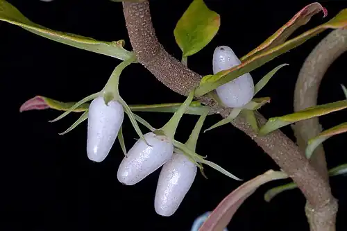 Bagas de Columnea orientandina.