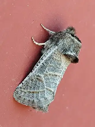 Fotografia da mariposa, ou traça, C. redtenbacheri em repouso.