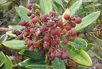 Frutos imaturos de Comarostaphylis arbutoides