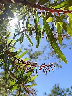 Comarostaphylis glaucescens