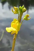 Utricularia vulgaris