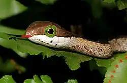 Boomslang comum jovem (Dispholidus t. typus)