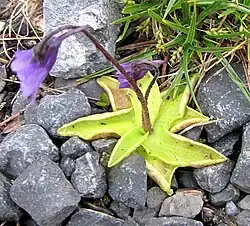 Pinguicula vulgaris