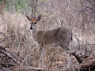 Duiker-cinzento no Parque Nacional Kruger, na África do Sul