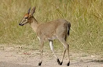 Duiker-cinzento (Sylvicapra grimmia) no Parque Nacional Kruger, na África do Sul