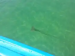 Uma água-viva Scyphozoa comum vista perto de praias na região de Florida Panhandle.