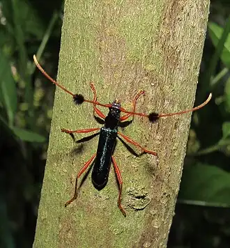 Fotografia de C. chevrolati Gounelle, 1910.[1]