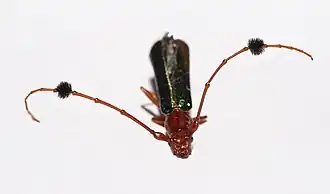 C. violaceus (White, 1853)[1] é popularmente conhecido como besouro-viola ou besouro-guitarrista na região sudeste e sul do Brasil e considerado uma praga biológica de diversas árvores frutíferas.[2]