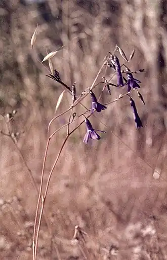 Conanthera trimaculata