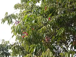 Connarus paniculatus com fruto.