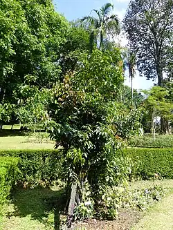 Hábito de Connarus monocarpus.