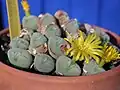 Conophytum latum