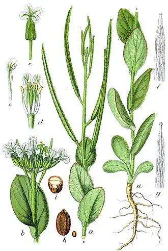 Conringia orientalis