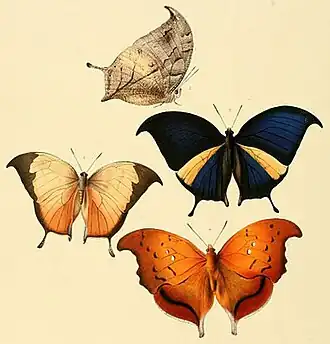 Ilustração de William Chapman Hewitson (1856), contendo Consul electra (ex Anaea electra; acima e à esquerda), Consul panariste (ex Anaea panariste; à direita) e Zaretis syene (ex Anaea syene; abaixo).[2][15]