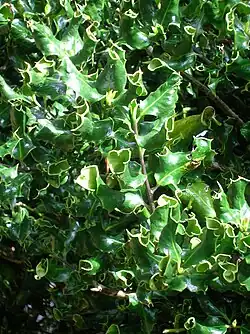 Ilex aquifolium 'Ferox'