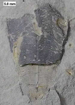 O conulariídeo Conularia milwaukeensis do Devoniano Médio de Wisconsin.