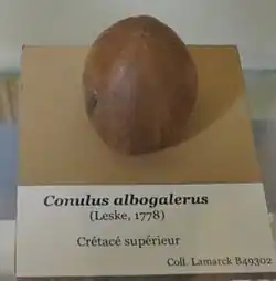 Fóssil de Conulus albogalerus (Cretáceo superior, MNHN).