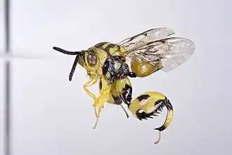 Conura amoena, espécie da família Chalcididae