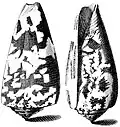 Ilustração de duas conchas de C. striatus com suas protoconchas voltadas para o solo; retirada da obra Index Testarum Conchyliorum (1742) de Niccolò Gualtieri.