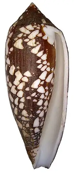 Uma concha de Conus aulicus Linnaeus, 1758, encontrada na zona entremarés do Indo-Pacífico.[2] Esta é uma das espécies que pode causar acidentes em humanos.[10]