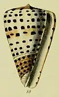 Ilustração de uma concha de C. litteratus, retirada da obra de Sowerby, The Conchological Illustrations or, Coloured Figures of all the Hitherto Unfigured Recent Shells, publicada no século XIX.
