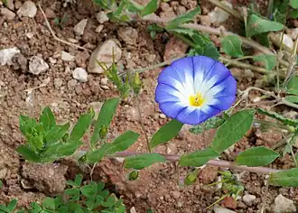 Convolvulus tricolor