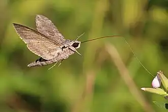 Borboleta-colibri (Agrius convolvuli), membro da família Sphingidae