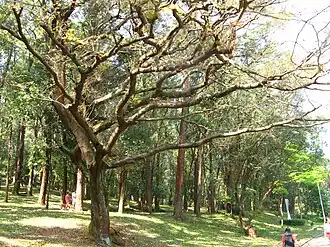 Copaíba no Parque da Aclimação, em São Paulo, no Brasil
