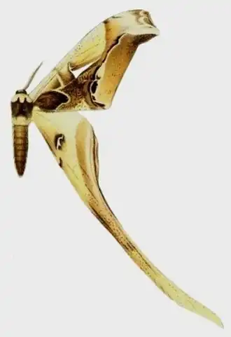 Uma ilustração da mariposa neotropical C. derceto, publicada na obra Die Grossschmetterlinge der Erde, no século XX.