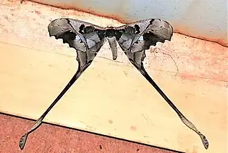 Uma fotografia de mariposa neotropical C. jehovah em vista superior; na região de Sipaliwini, Suriname (Amazônia).