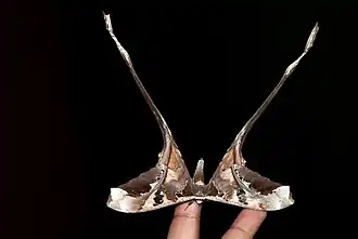 Uma mariposa neotropical C. semiramis é fotografada durante a noite em Carauari, Amazonas, Região Norte do Brasil.