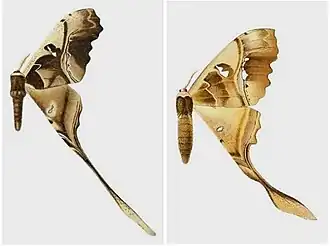 Essas ilustrações de Copiopteryx sonthonnaxi, do começo do século XX, macho e fêmea, mostram o dimorfismo sexual do gênero Copiopteryx.