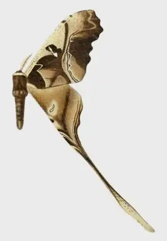 Ilustração do macho da mariposa neotropical C. sonthonnaxi, publicada na obra Die Grossschmetterlinge der Erde; século XX.