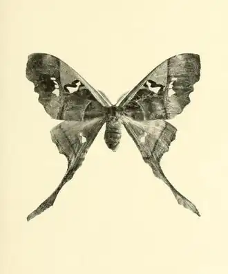 Essa fotografia em preto-e-branco de uma fêmea acompanha a descrição original de C. sonthonnaxi para a ciência, no ano de 1905, por M. E. André.[6]